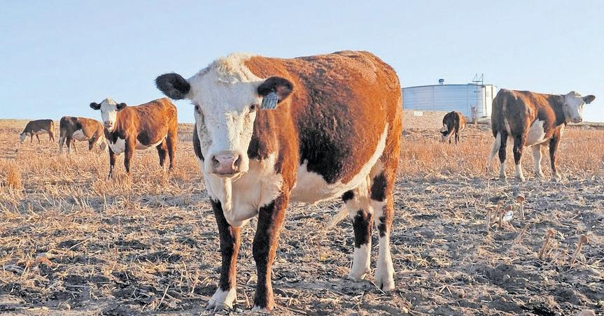 Push for state of disaster over foot-and-mouth crisis
