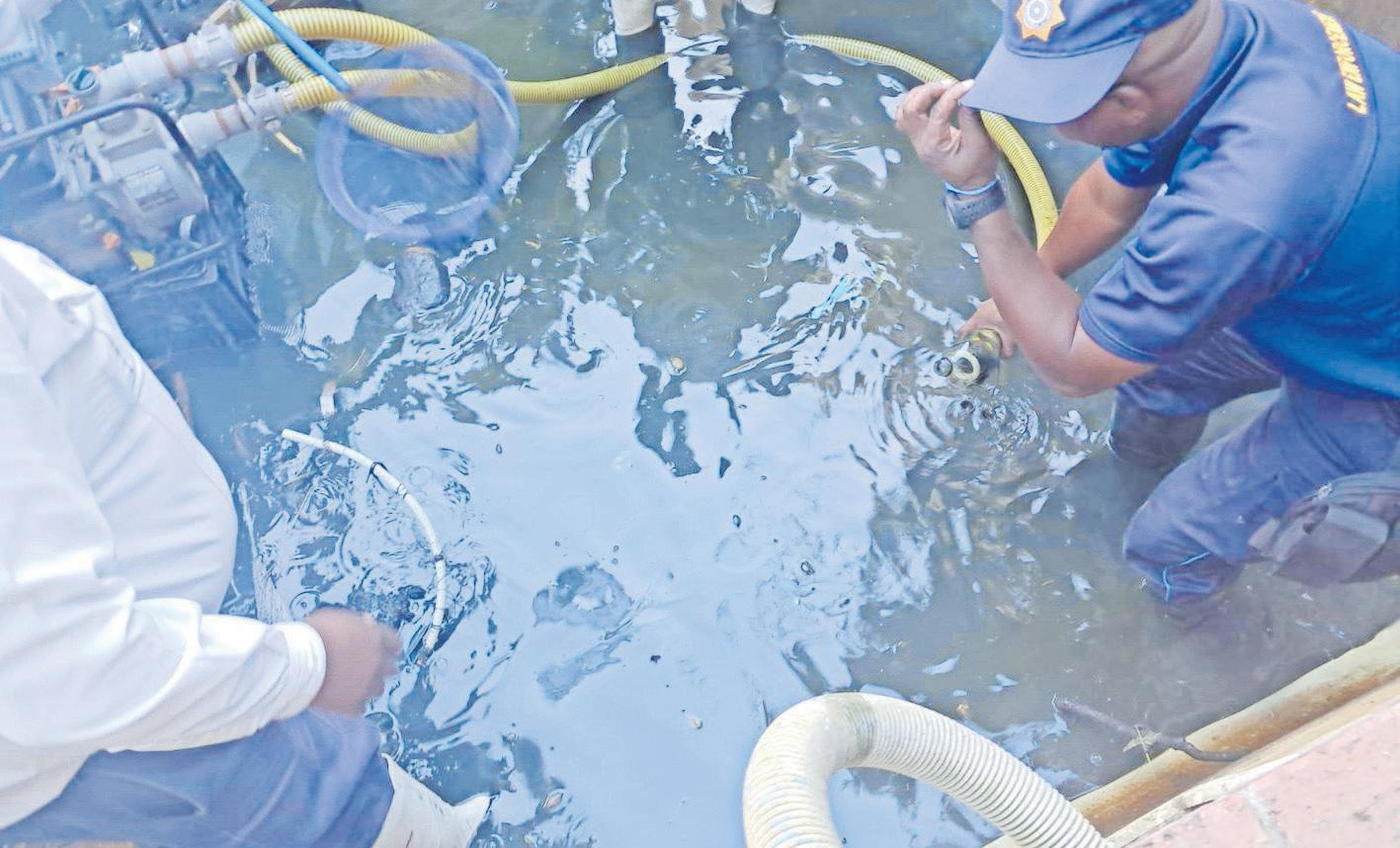 SPCA rescues fish from swimming pool