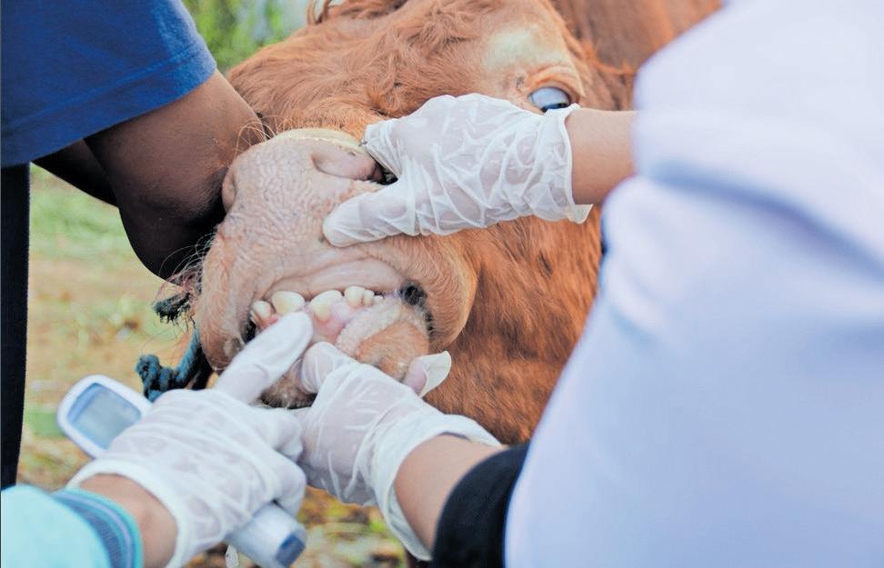 Is SA's veterinary system breaking down?
