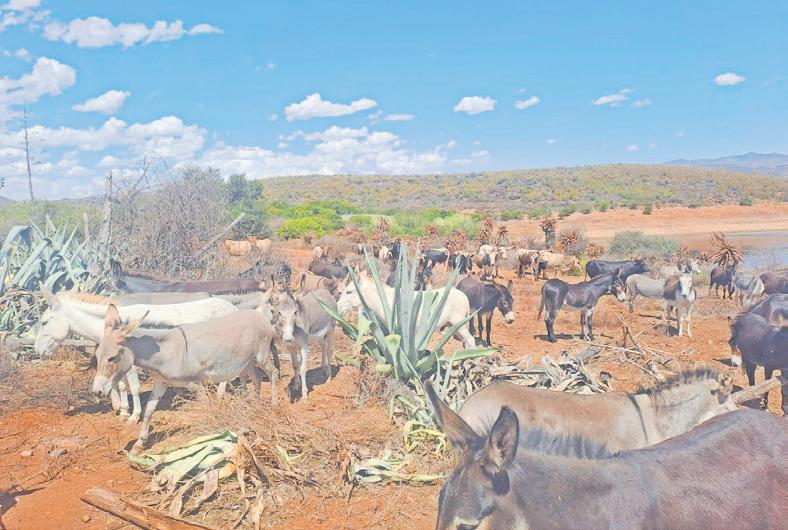 Karoo Donkey Sanctuary faces crisis amid drought