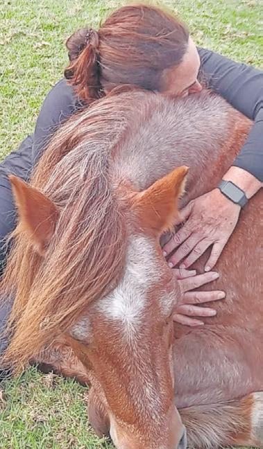 Time is running out for horse sanctuary