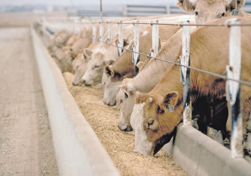 Foot-and-mouth disease outbreak causes China to suspend imports