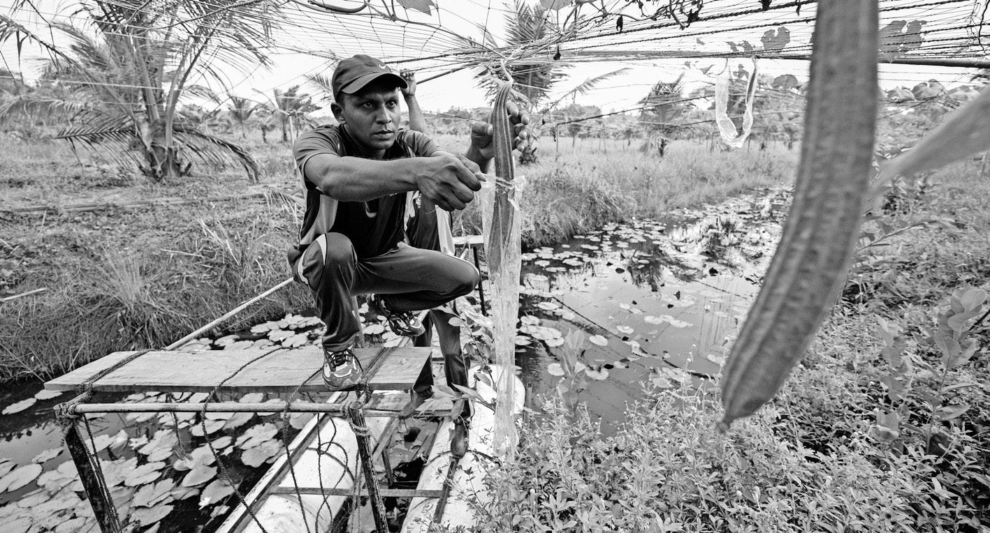 Pilot project helping to reclaim Sri Lankan farms