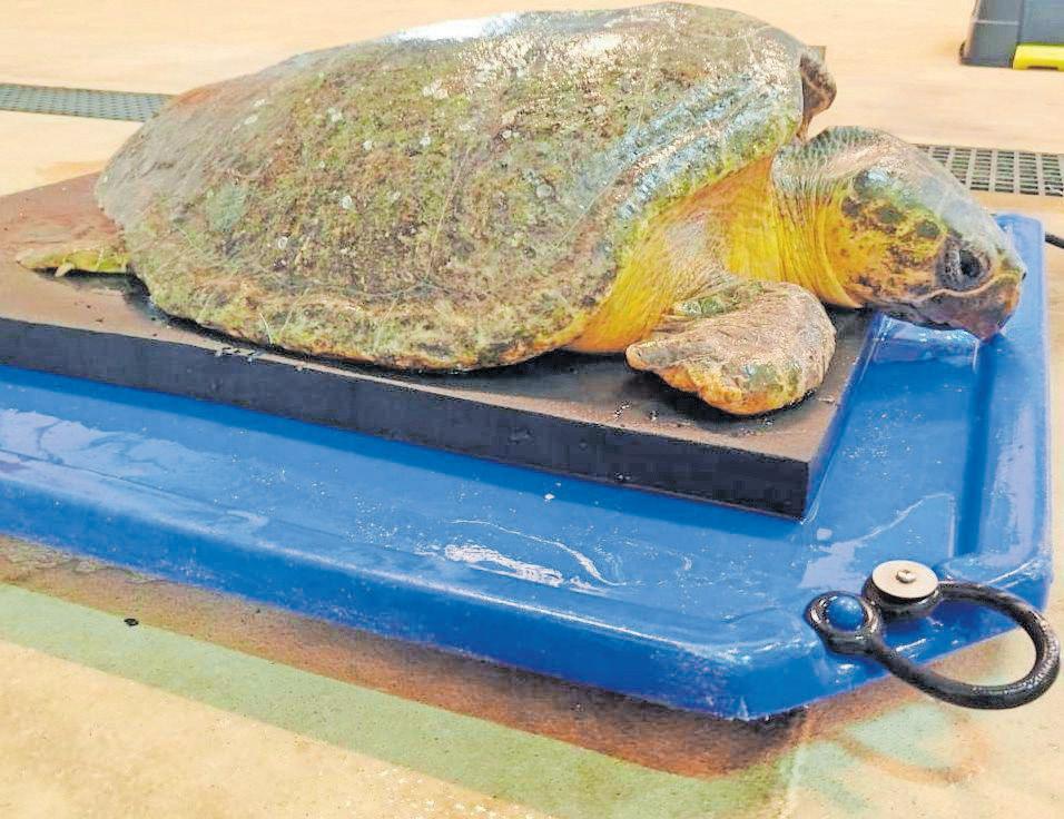 Rescued turtle Finley shows signs of recovery at uShaka