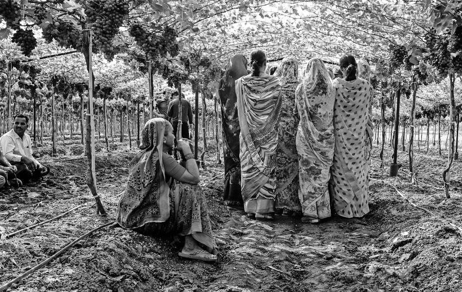 Struggling farmers find hope in India co-op