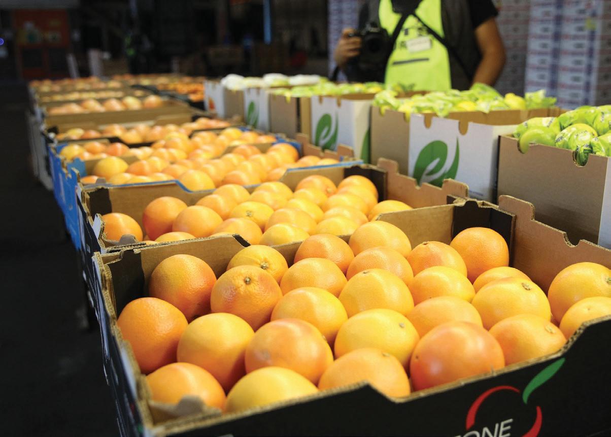 South African citrus growers project fluctuations in export figures for 2025