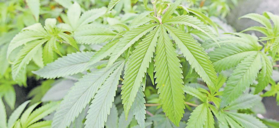 How South Africa can lead hemp, cannabis sectors