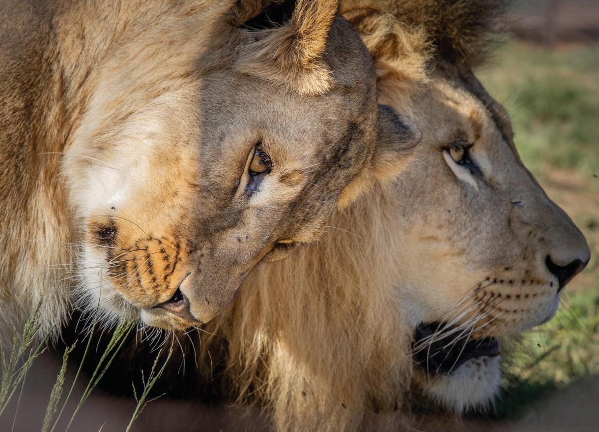 Lions making remarkable strides one year after rescue