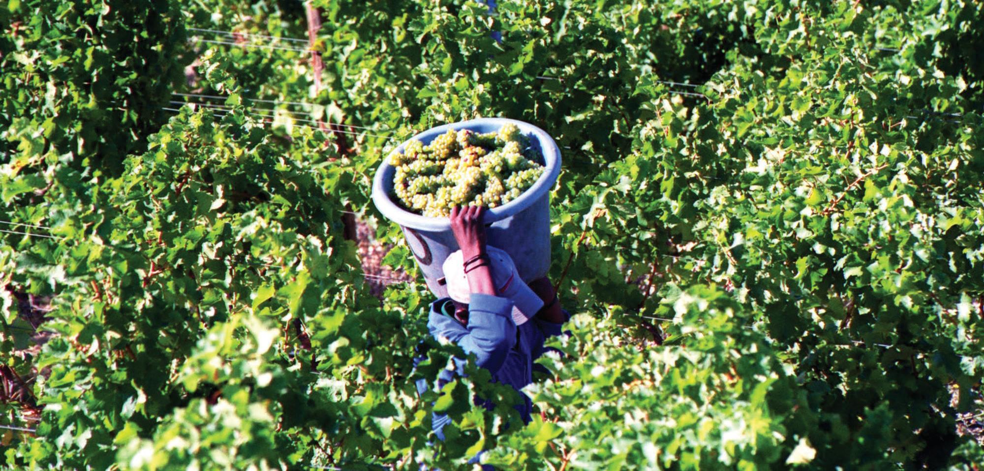 South African agriculture poised to weather Trump's tariff storm