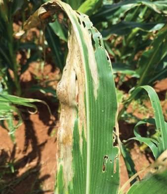 FAO food price index rises slightly amid mixed commodity outlook