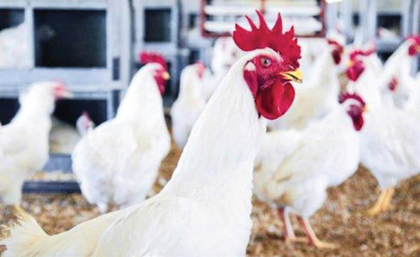 PIC seeks stability for Daybreak Foods as board faces crisis