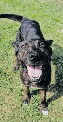 Court bans pensioner from owning animals