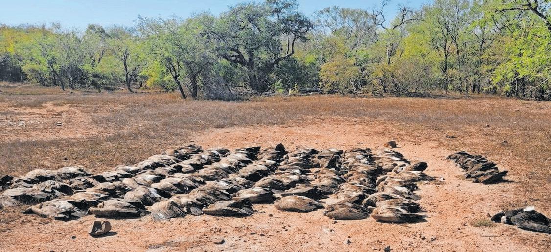 Another 100 endangered vultures killed