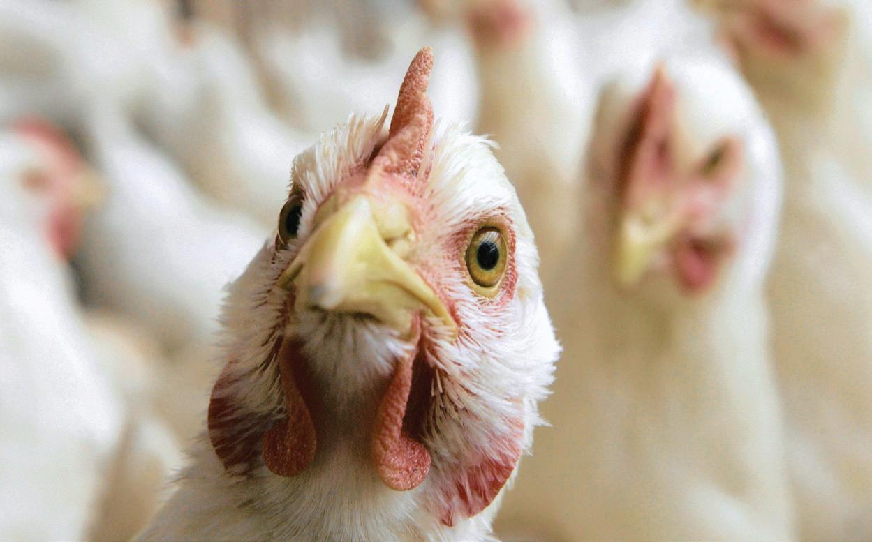 Astral Foods CEO discusses the impact of US trade tensions on SA's poultry sector