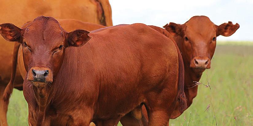 KZN livestock farmers urge disaster declaration amid Foot and Mouth Disease outbreak