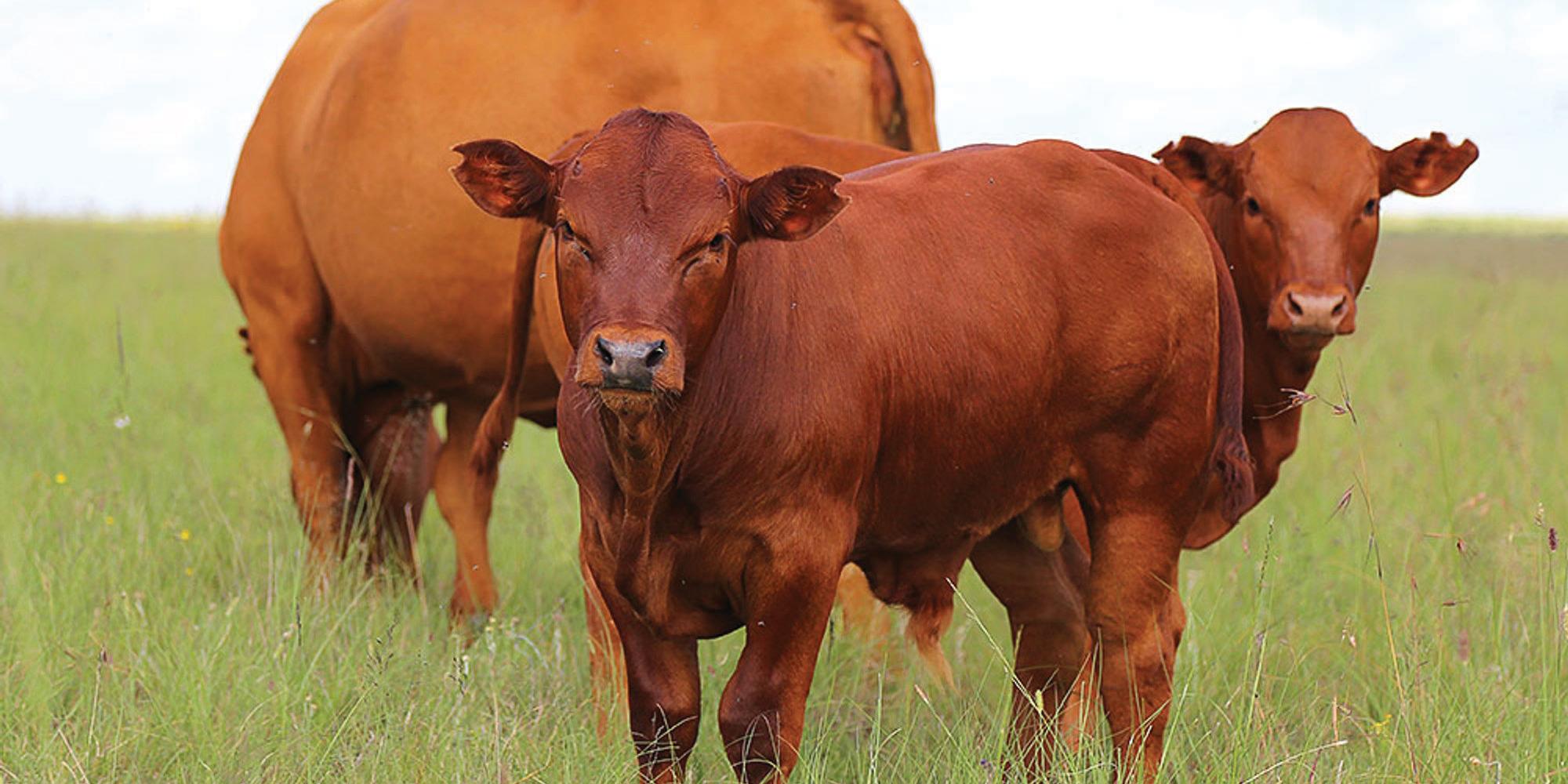 Red Meat Industry activates Operational Centre to counter Foot and Mouth Disease outbreak