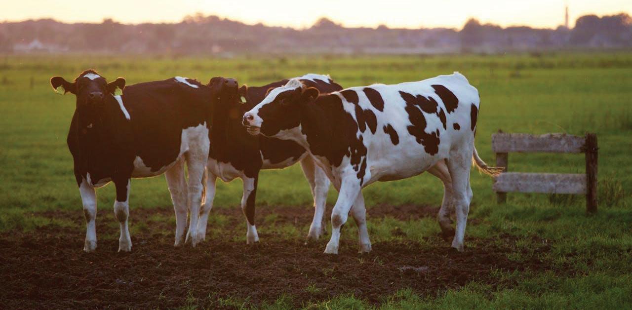 Government ramps up vaccine efforts to combat foot-and-mouth disease outbreak