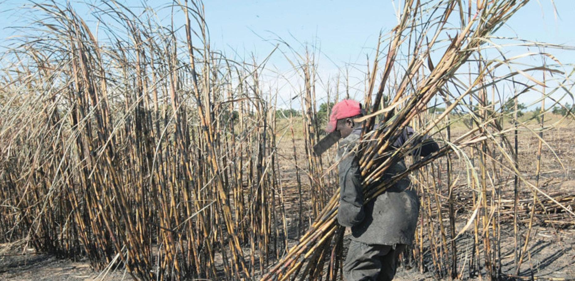 SA sugar growers urge action against unfair trade practices impacting industry