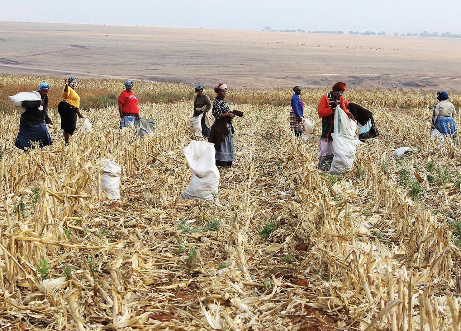 South Africa poised for record summer crop harvest despite late rains