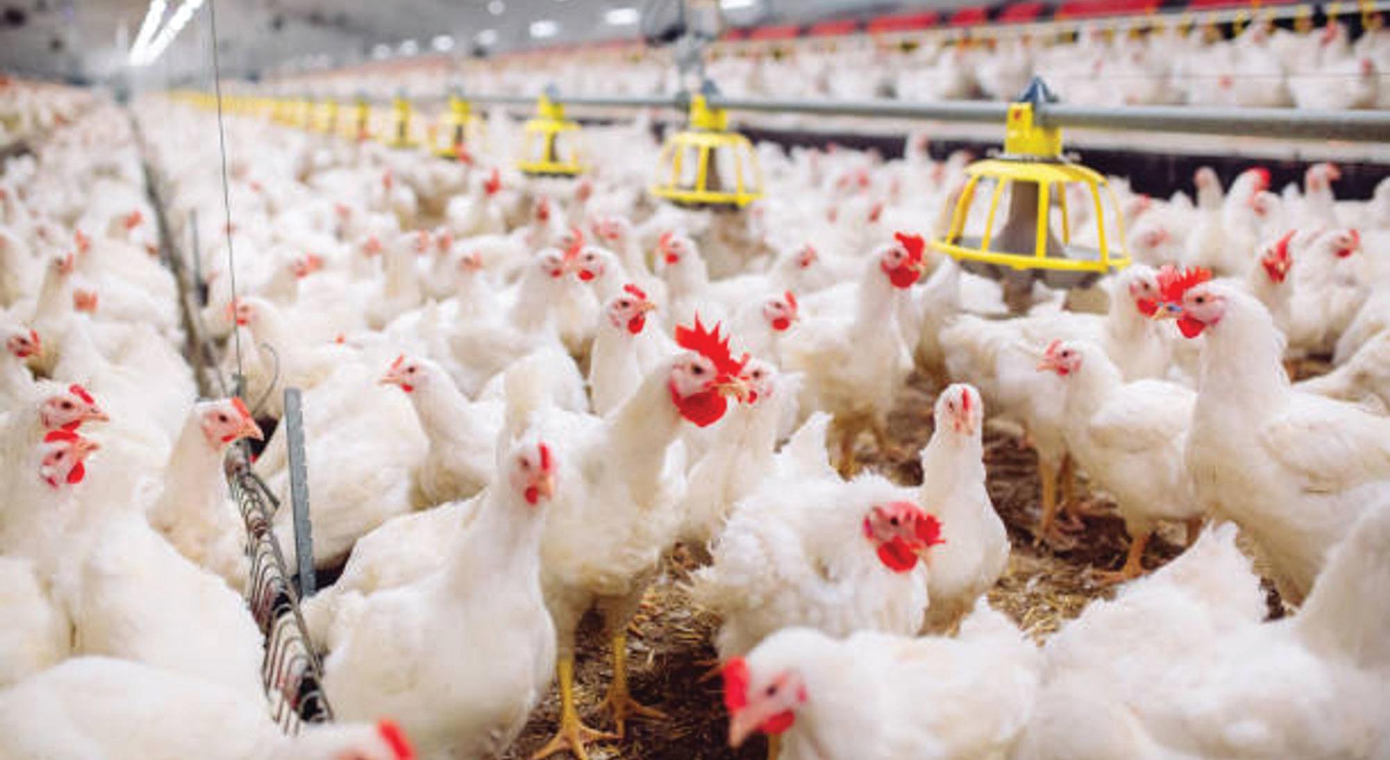 Poultry industry takes a proactive step with avian flu vaccination permit
