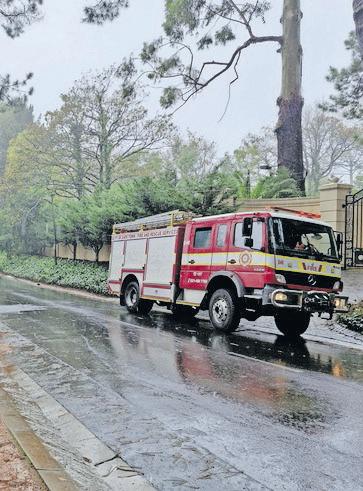 Dog attacks lead to baboon deaths