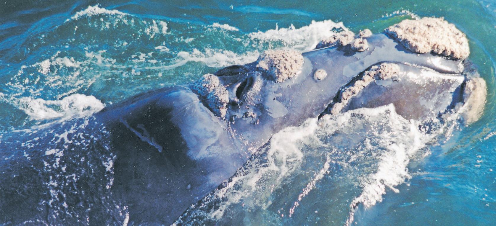 GREEN ISSUES RAISED AS CAPE ROUTE REMAINS BUSY
