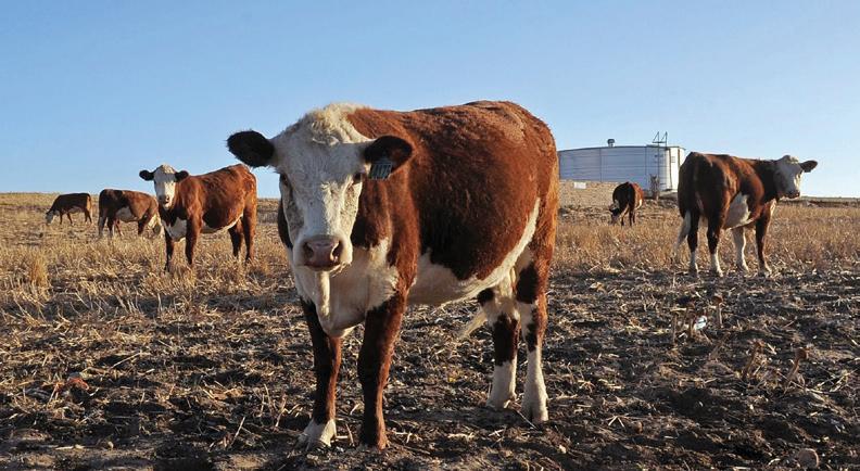 Another Foot and Mouth Disease outbreak raises alarm among farming organisations