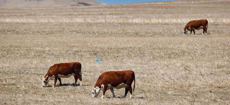 Fixing South Africa's broken foot and mouth disease prevention system