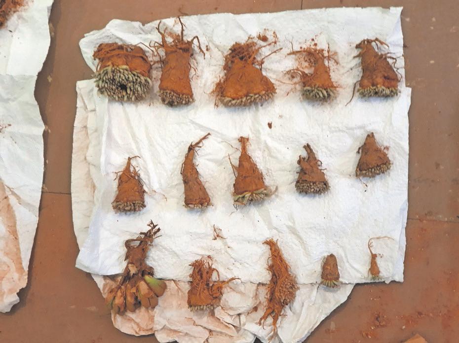 Illegal plant trade and poaching threaten SA's unique ecosystems