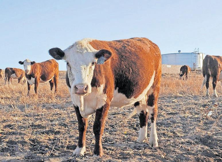 ConCourt broadens interpretation of grazing rights under ESTA