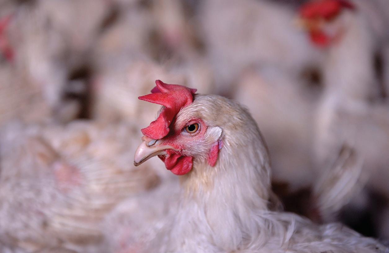 United States set to swoop on South African poultry industry, says FairPlay