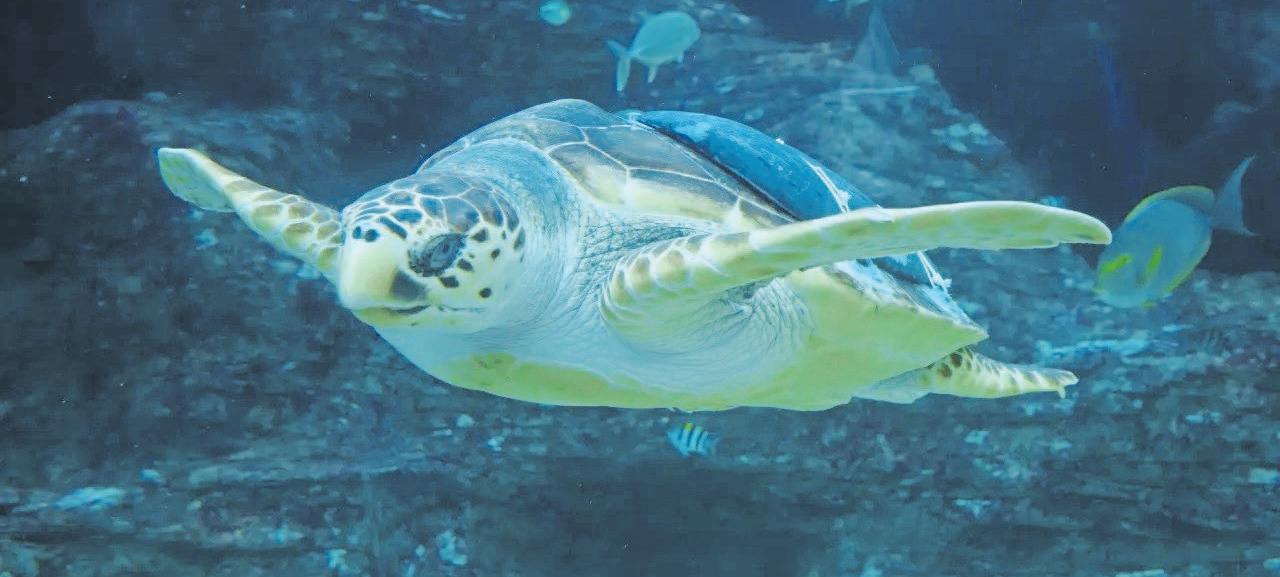 Finding balance with Kai, the loggerhead turtle