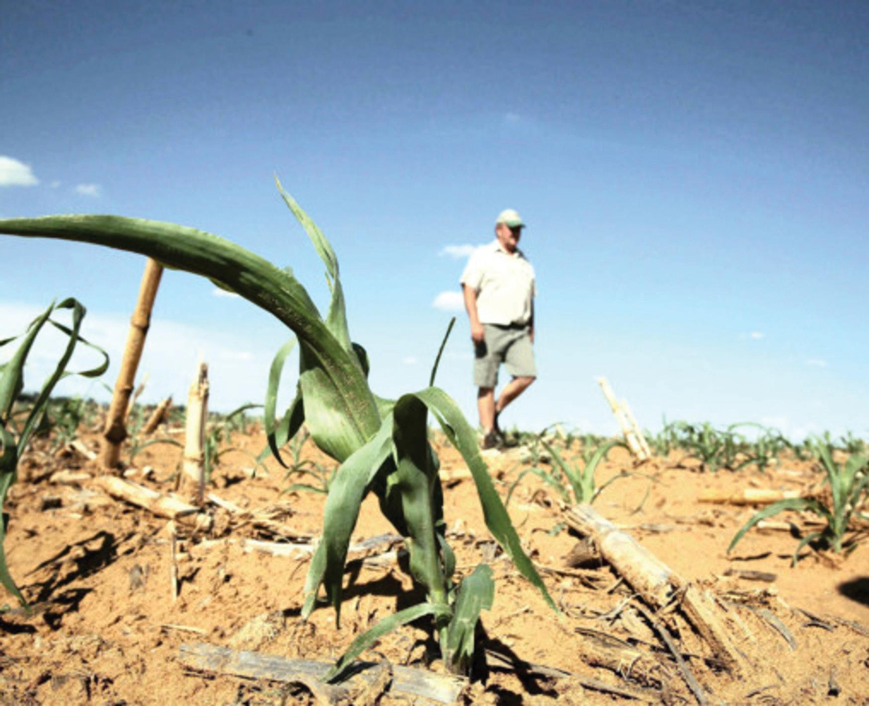 SA’s maize crop forecast lifted as 2025 harvest shows strong recovery