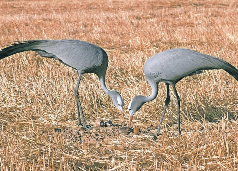 Protecting South Africa's national bird