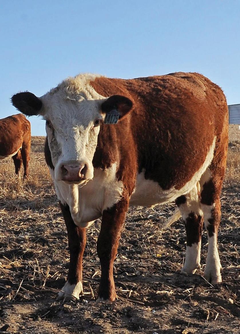 KZN farmers voice alarm over foot-and-mouth disease burden on dairy sector