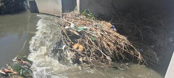 Fear of water is not an option for heroic NSPCA inspector Ntungele