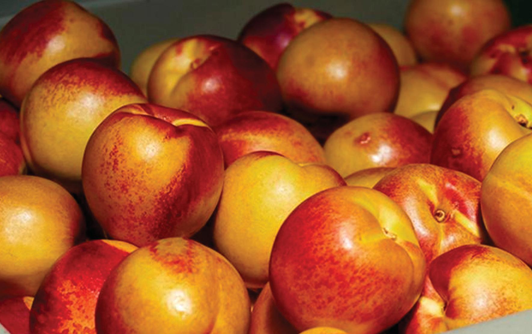 Stone fruit industry set for major boost as China trade deal sealed