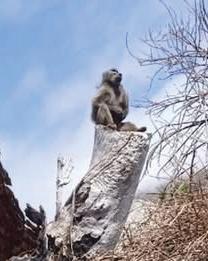 Martello: dominant alpha male baboon planned for euthanasia given lifeline