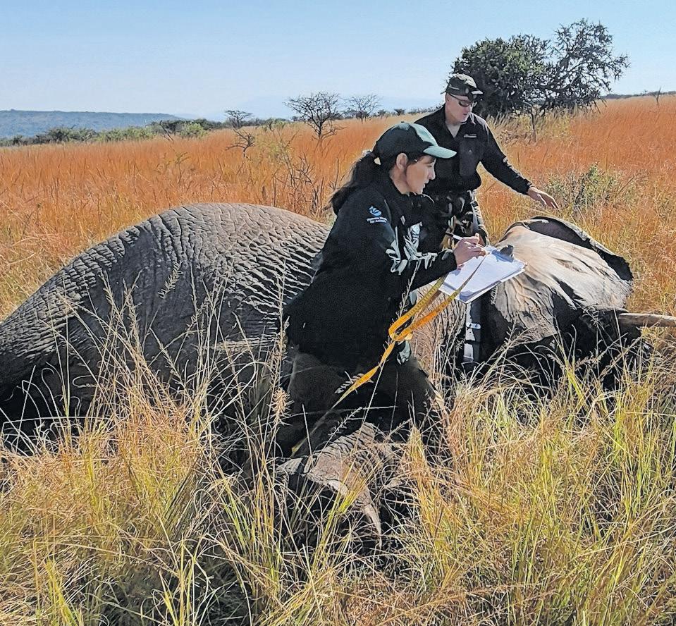 Safeguarding South Africa's Elephants: The Loziba Wildlife Reserve Initiative