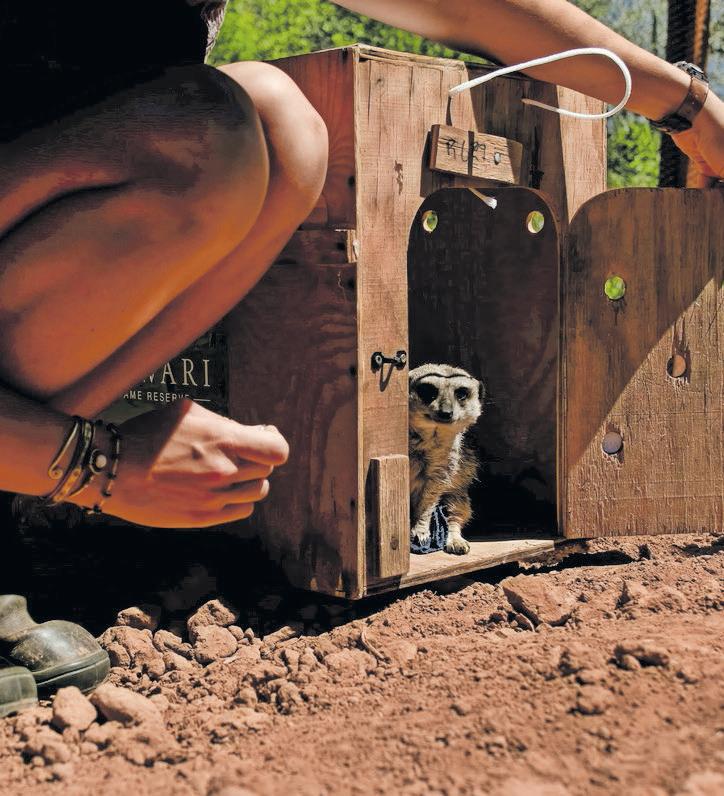 Meerkat Mia finds new hope at Shamwari Wildlife Rehabilitation Centre
