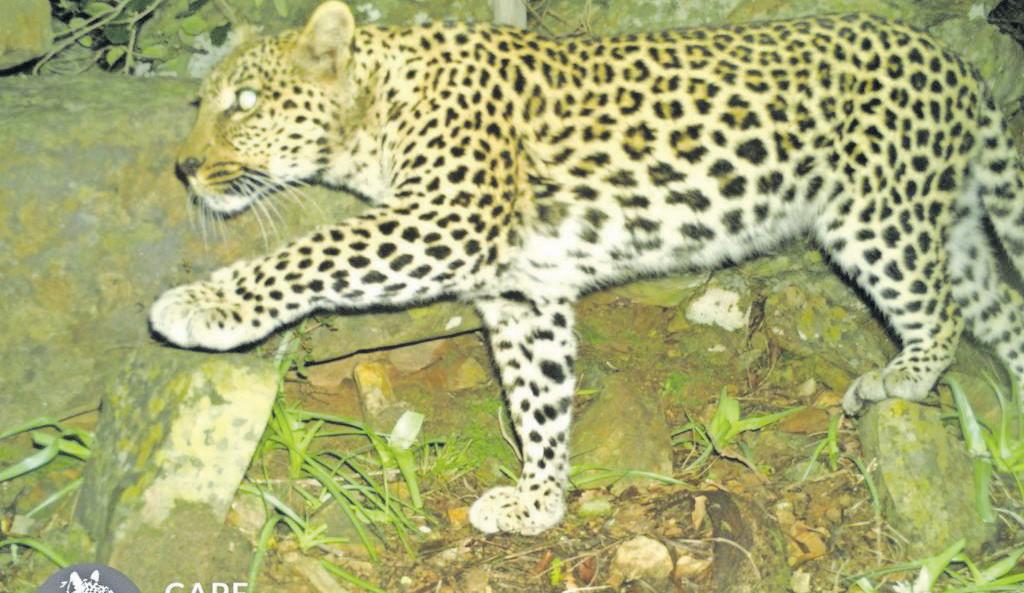 Cape Leopard Trust's 2025 Camera – Trap survey unveils promising insights