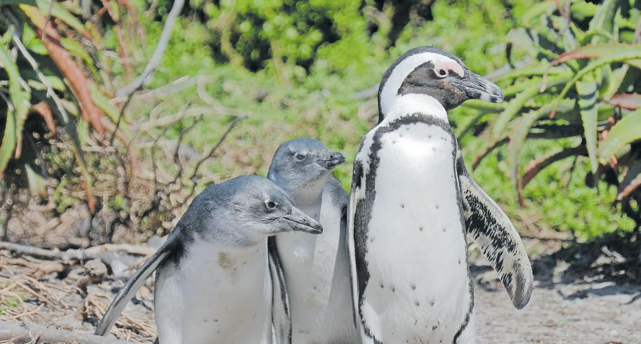 African penguin populations plummet due to food shortages
