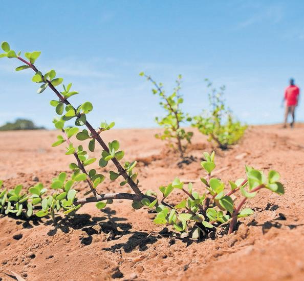 Why farmers remain sceptical about the spekboom restoration initiative in the Eastern Cape