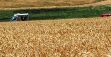 Global food prices fall for third straight month as FAO Index slides in November