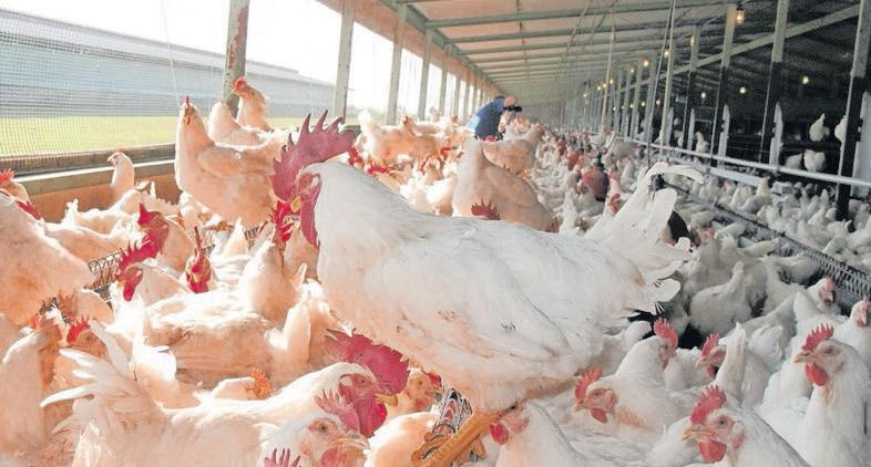 Southern Africa’s poultry revolution strengthened by collective action