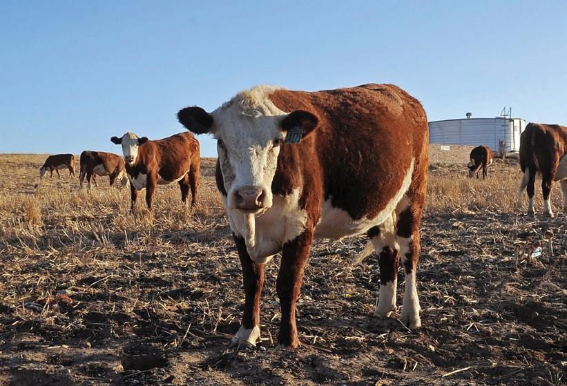 Red meat industry outlines role in tackling FMD as government intensifies response