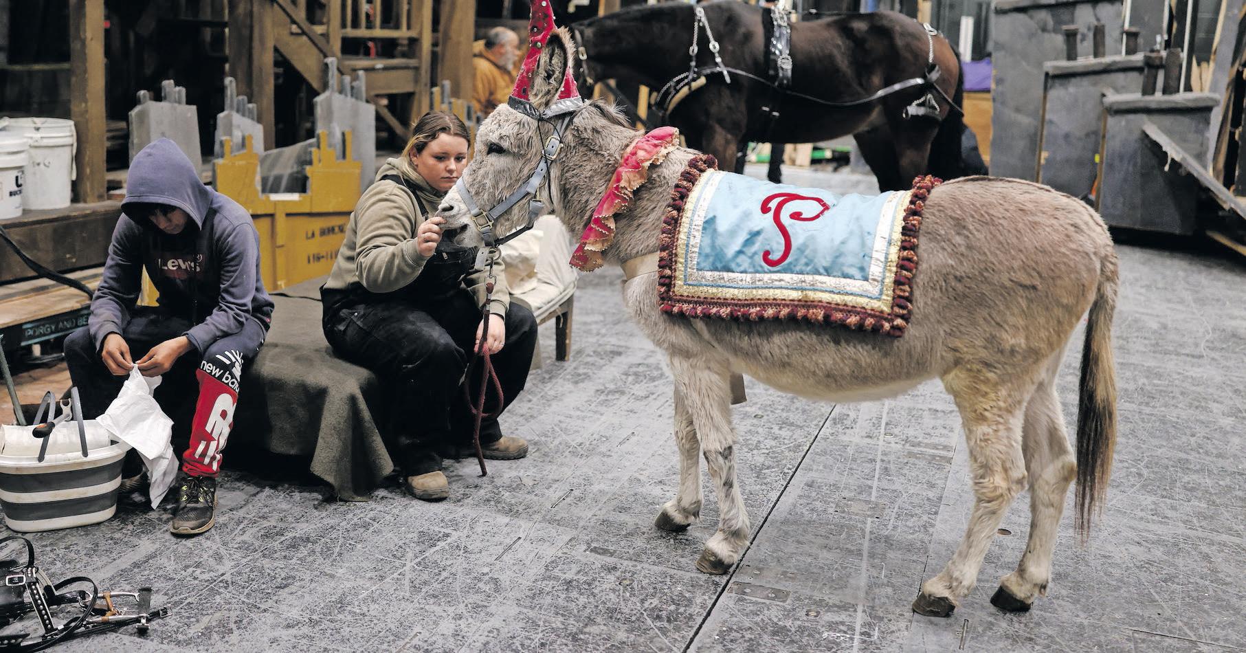 PETS, PEDIS AND PEPPERMINTS: WHEN THE DIVA IS A DONKEY