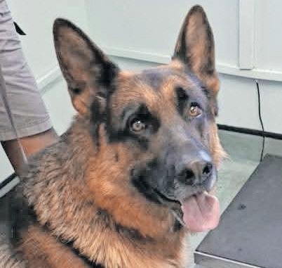 German Shepherd survives scorpion sting