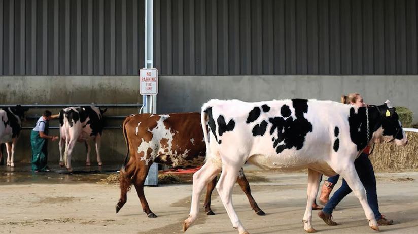 Limpopo tightens livestock movement controls as FMD fears persist
