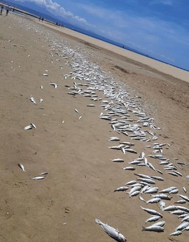 DFFE clarifies: Hartenbos Estuary fish deaths not due to sewerage
